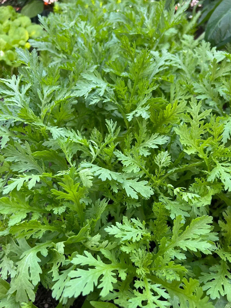 Heat Resistant Garland Chrysanthemum