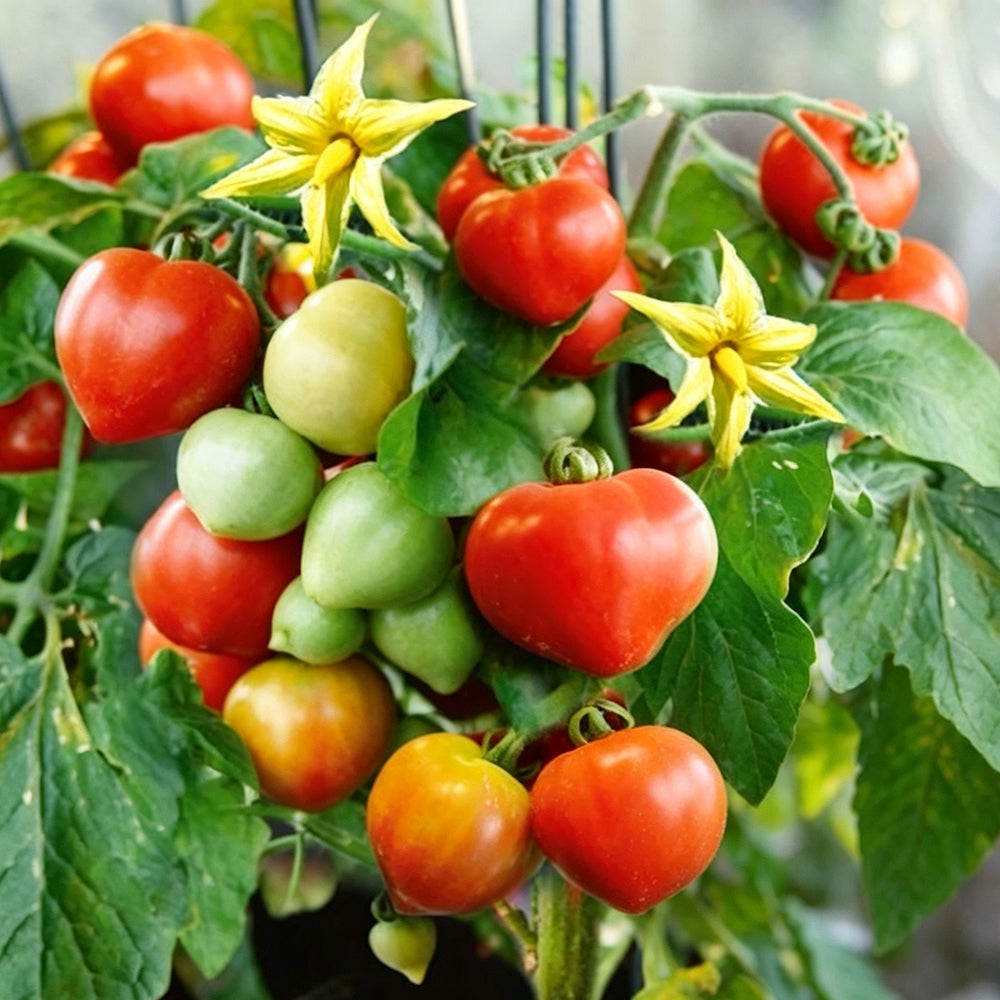 771 Evita Mini Pot Tomato