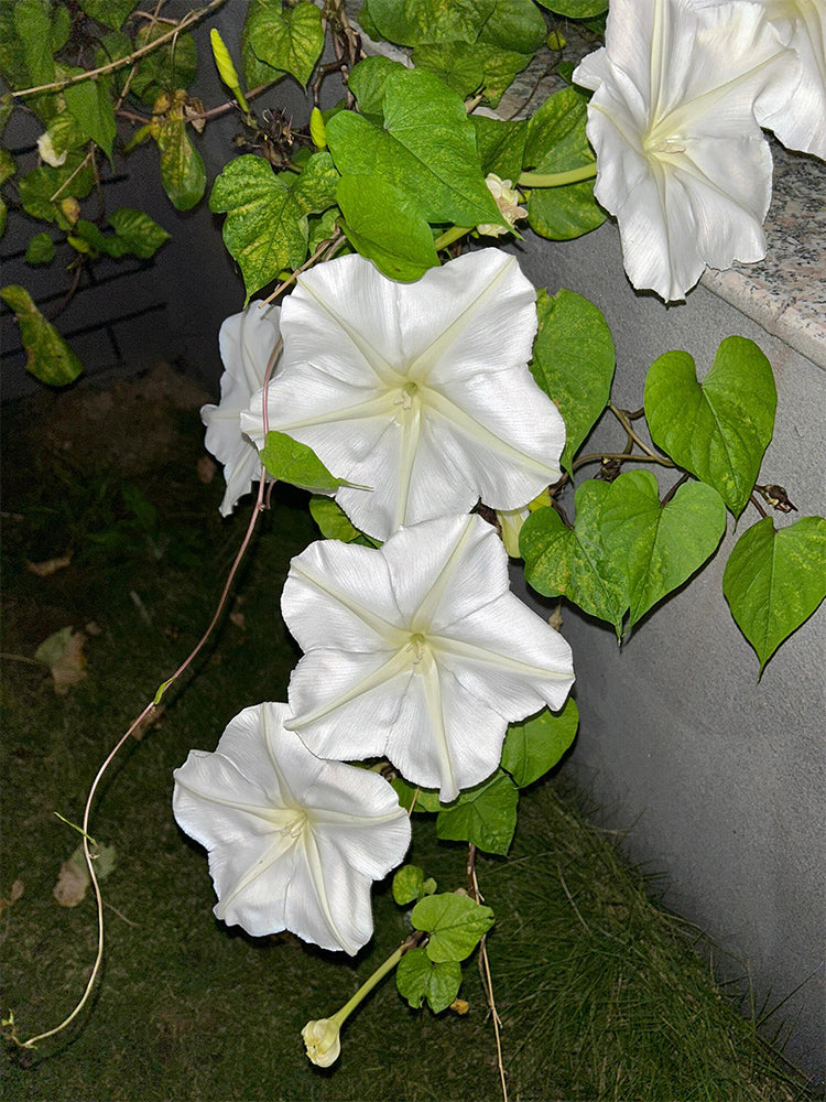 Moonflower