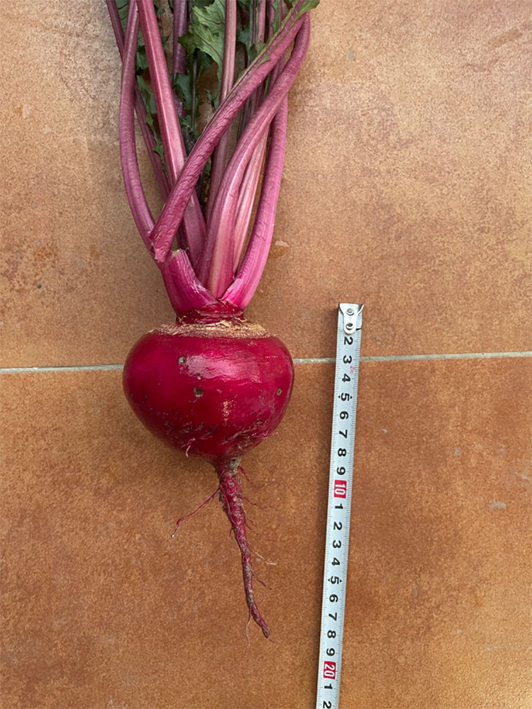 'Aizhenhong' Turnip