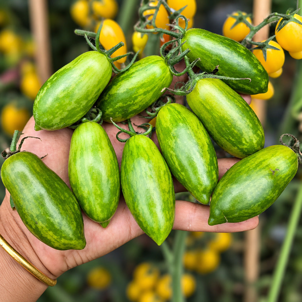 551 Emerald Green Tomato