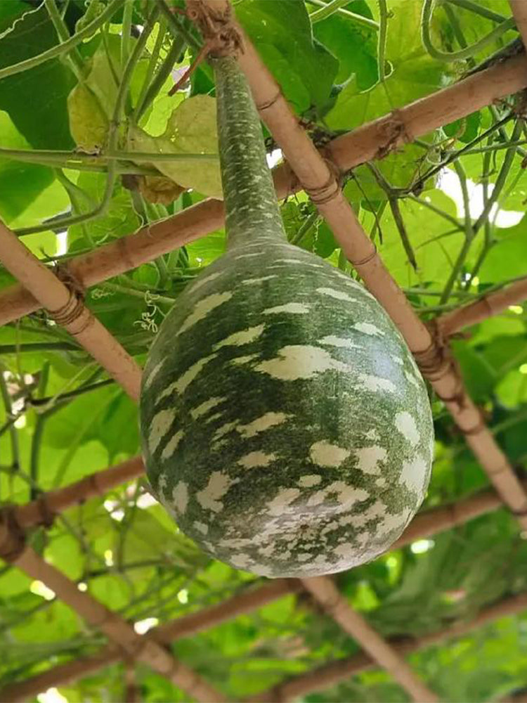 Hezhichun Speckled Swan Gourd