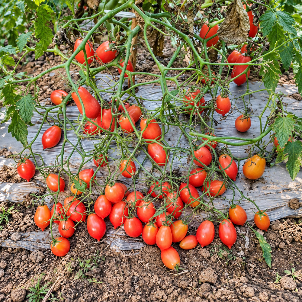 292 English Breakfast Multiflora Tomato