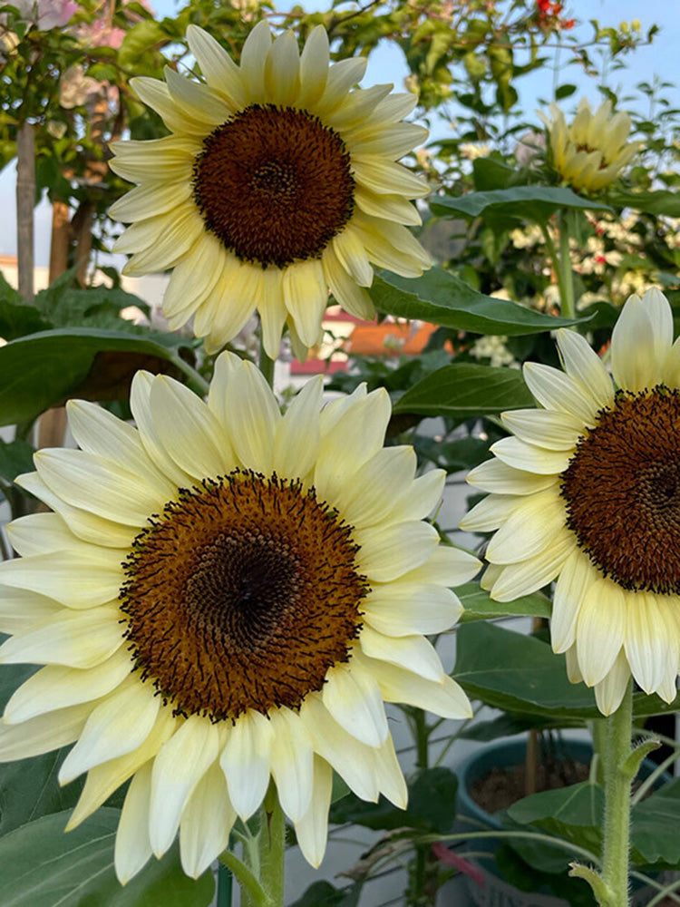 White Lover Sunflower
