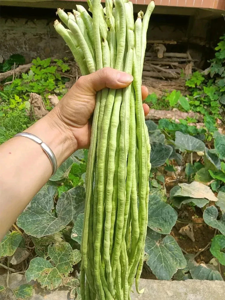 Jiemei No.6 Long Bean