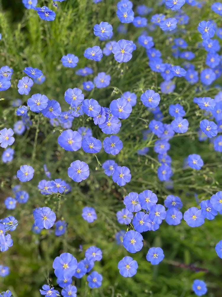 Blue Flax