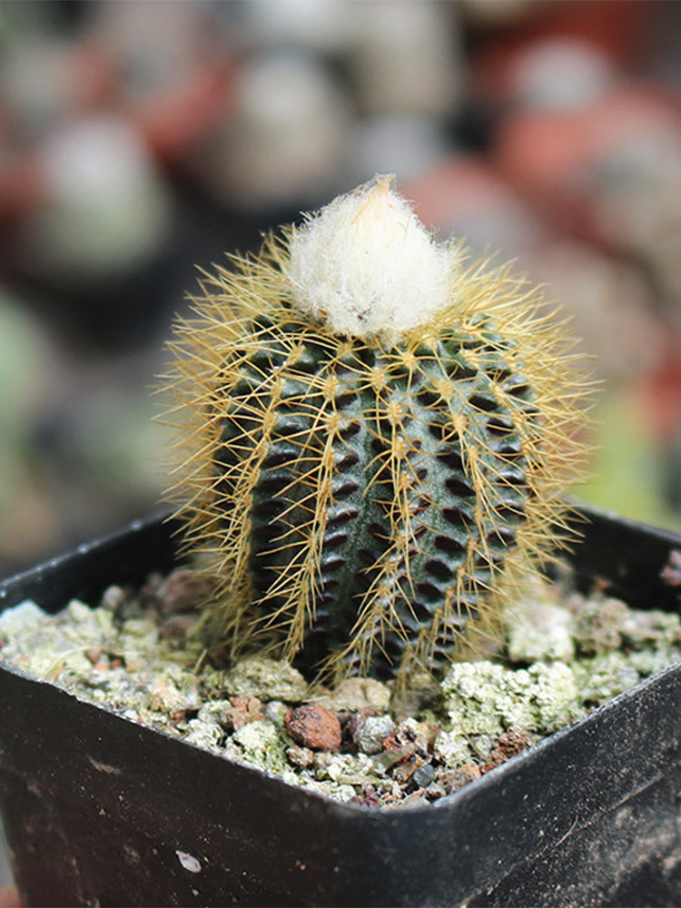 Frailea aurea