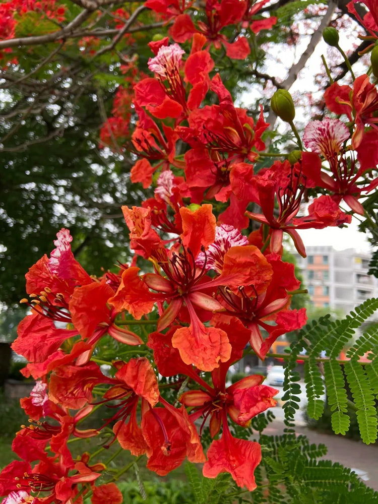 Royal Poinciana