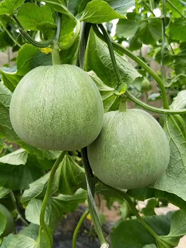 Xin Meiyu F1 Melon