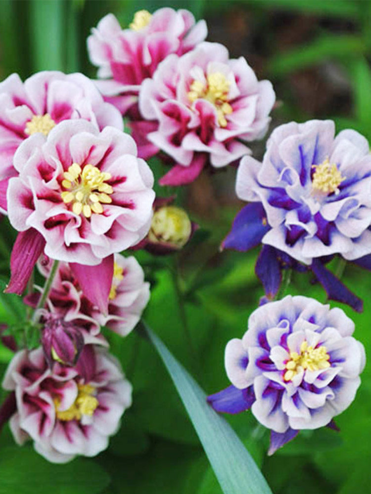 Hezhichun Aquilegia 'Crown Jewels Mixed'