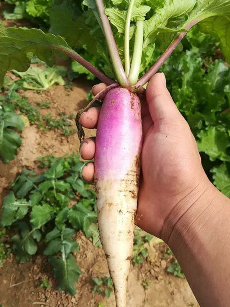 East Sea Fruit Radish