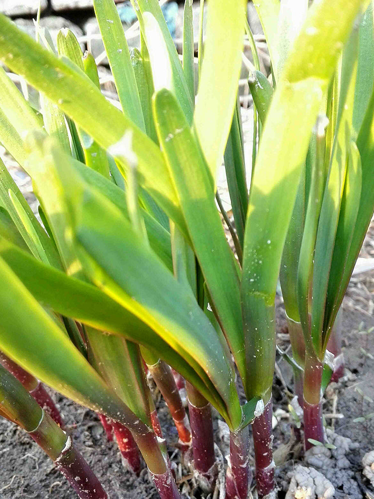 Shandong Red-Root Leek