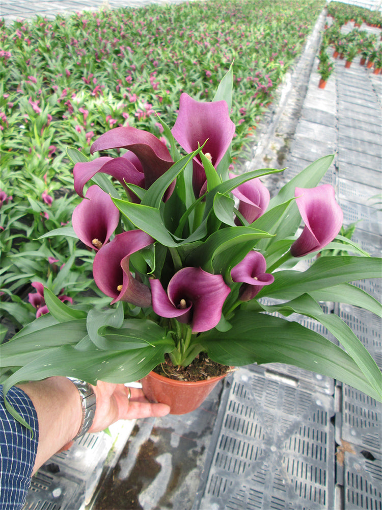'Paco' Calla Lily