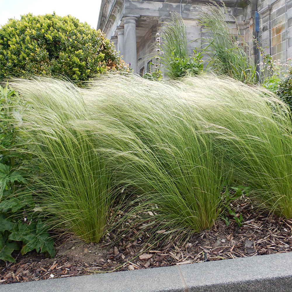 Mexican Feathergrass