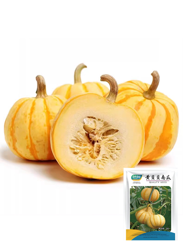 Yellow Beibei Pumpkins