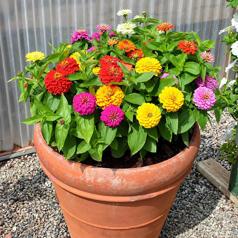 W1345 Dwarf Double Zinnia Mix