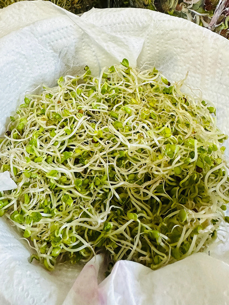 Clean Alfalfa Sprouting Seeds