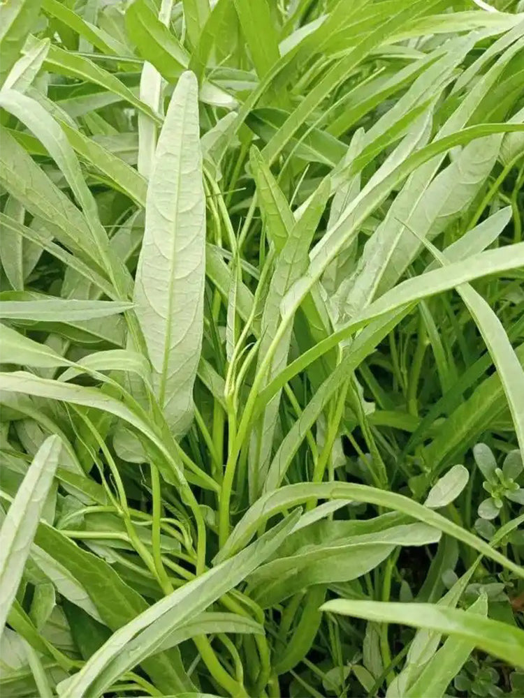 Willow Leaf Water Spinach