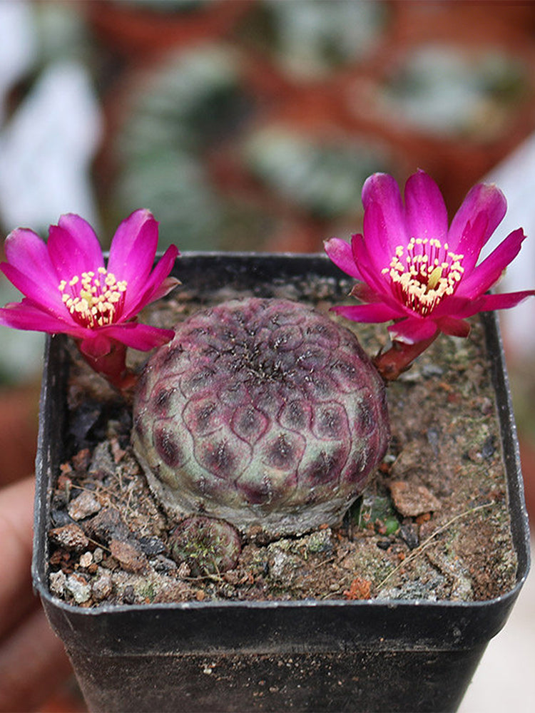 Sulcorebutia rauschii Live Cactus