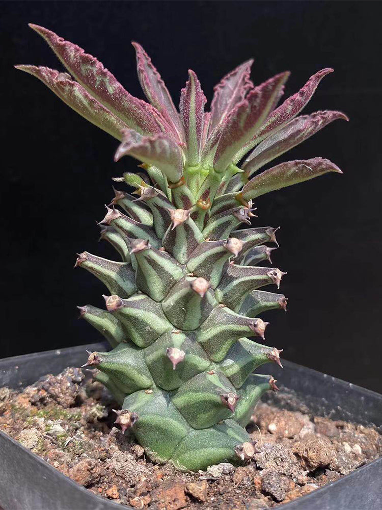 Monadenium schubei "Tanzania Red"