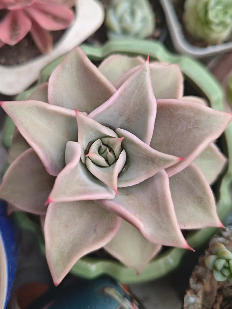 Echeveria cv. 'Dumpling Wrapper'