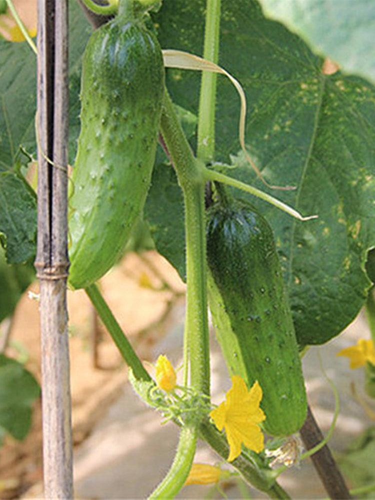 First Class Cucumber Bellfarm® 'Superior' Classic Fruit Cucumber Seeds – MUCIAKIE