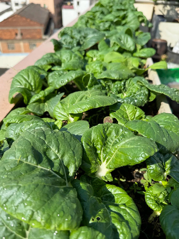 Hong Kong Milky Pak Choi