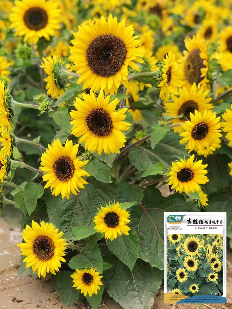 Chihuahua Dwarf Ornamental Sunflower