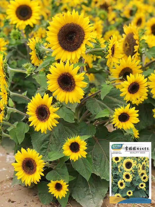 Chihuahua Dwarf Ornamental Sunflower
