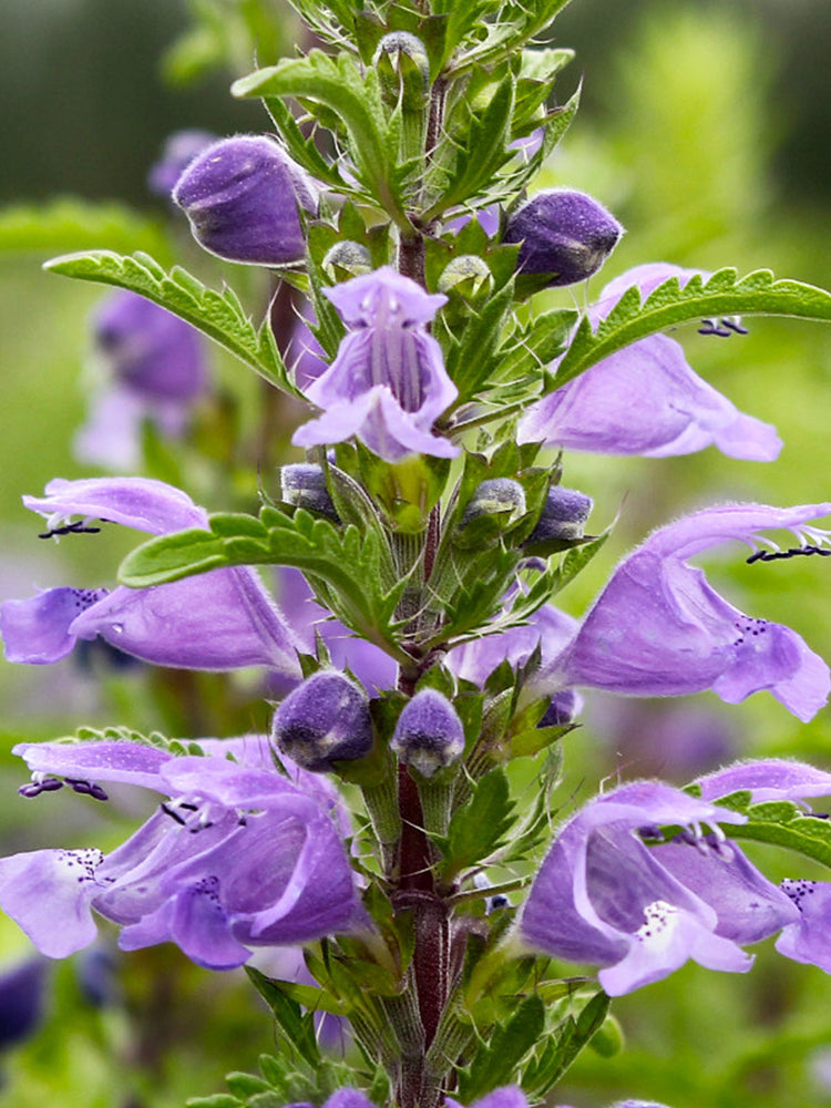 Mountain Mint