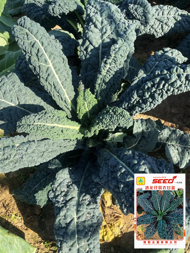 Dinosaur Kale
