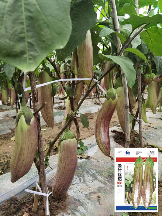 'Yu Zhusiqie 881' Hybrid Eggplant