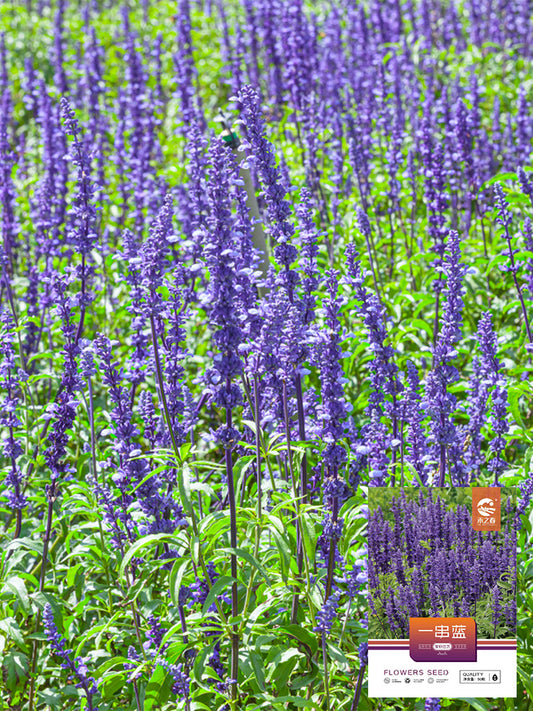 Hezhichun Blue Sage