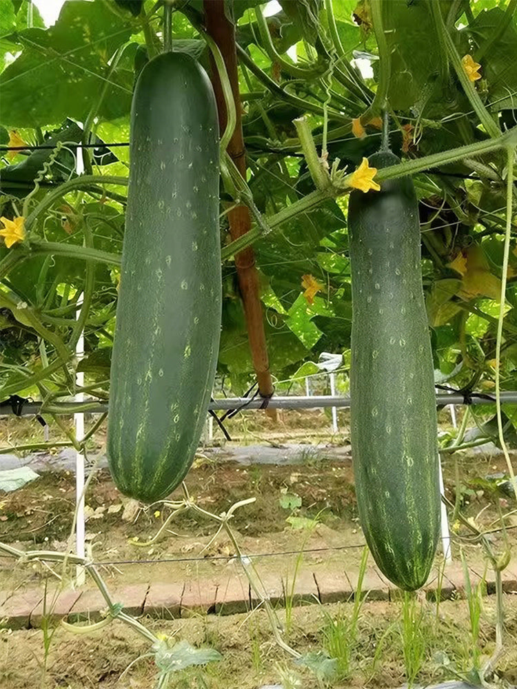 'Jiefeng No.8' Hybrid Cucumber