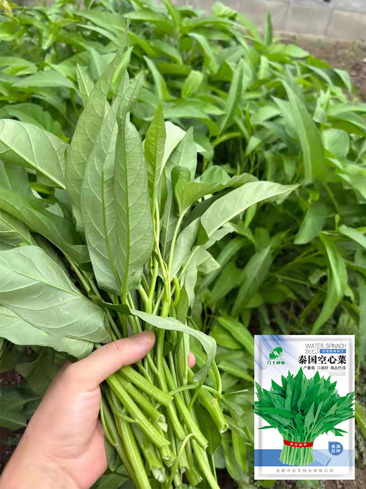 Thai Large Leaf Water Spinach