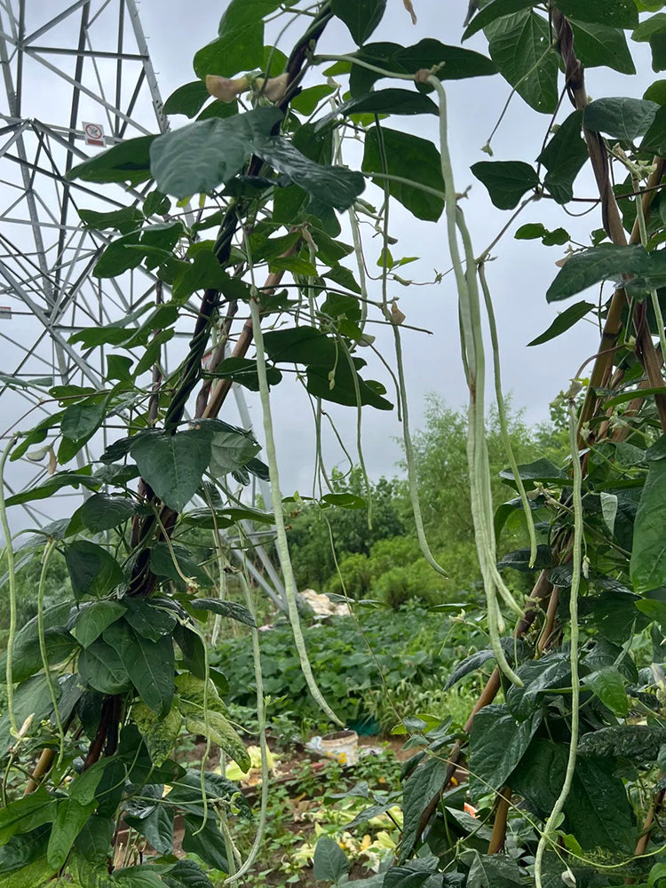 Baixue Lihong Yardlong Bean