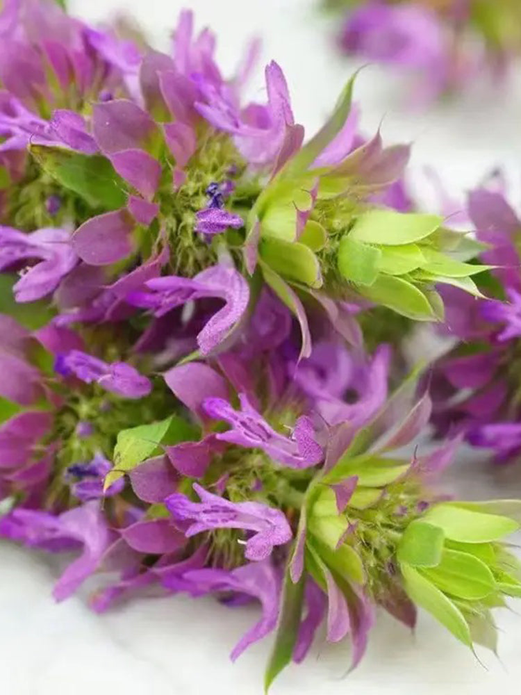 Lemon Mint (Monarda citriodora)