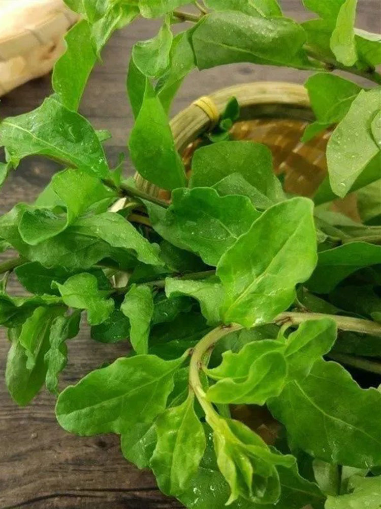 Fruitless Edible Leaf Wolfberry