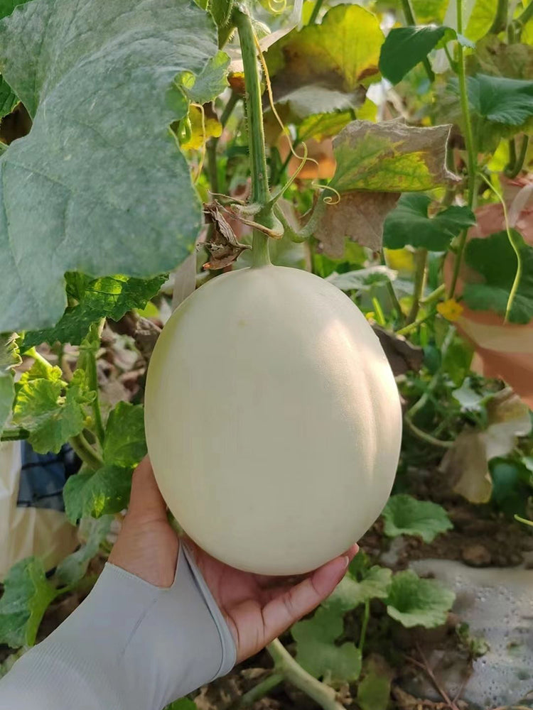 Super Sweet White Jade No.2 Melon
