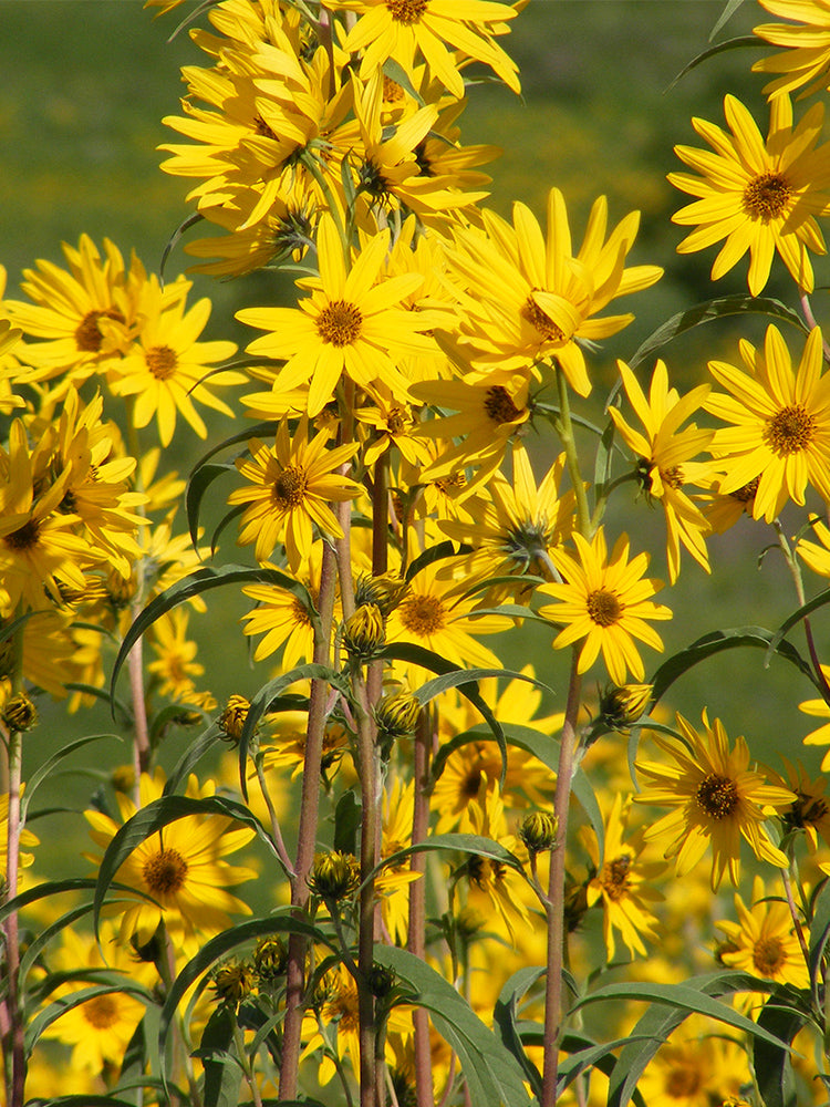 Maximilian Prairie Sunflower