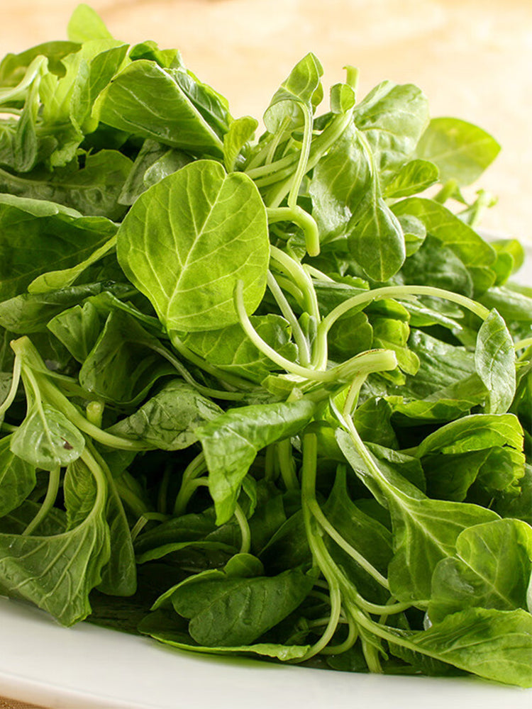 Round-leaf White Amaranth
