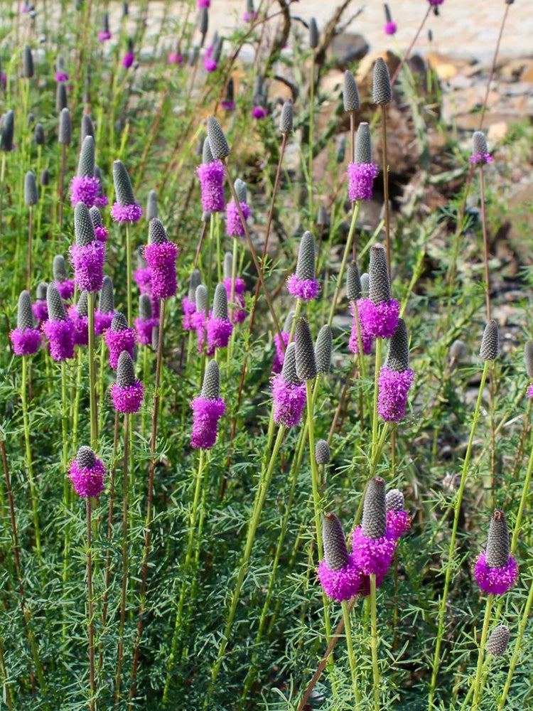 Purple Prairie Clover
