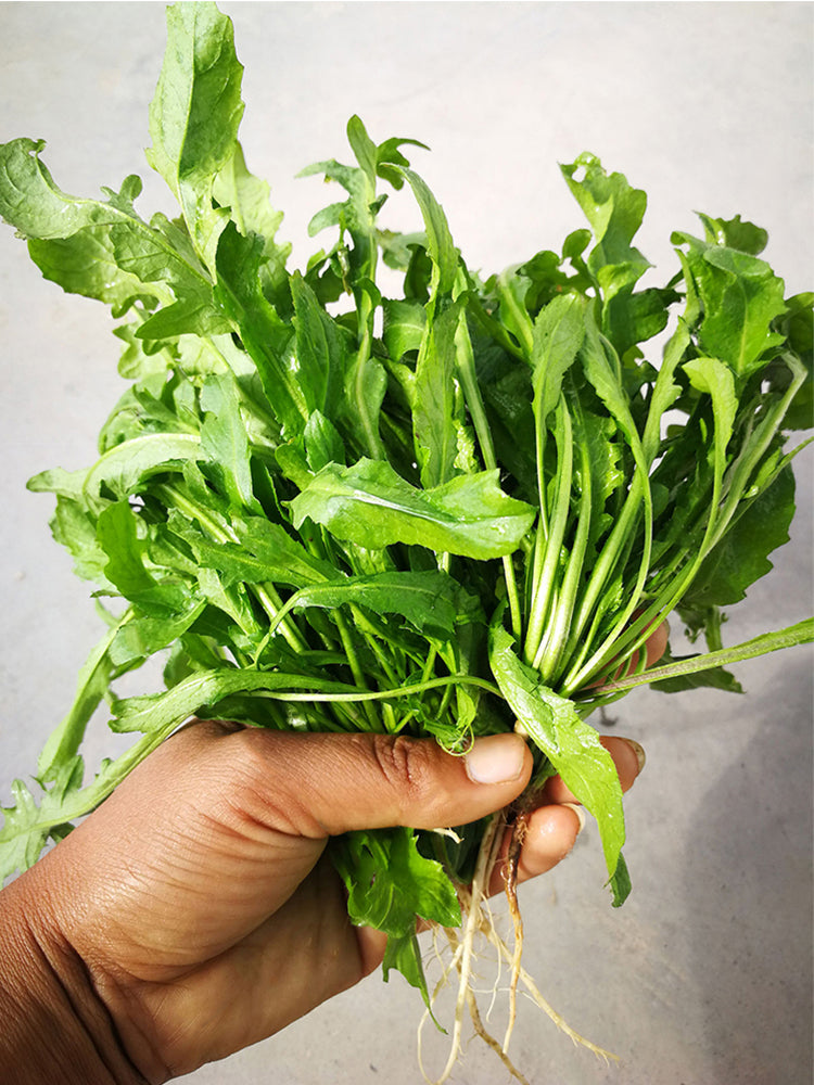 Broad-leaved Shepherd's Purse