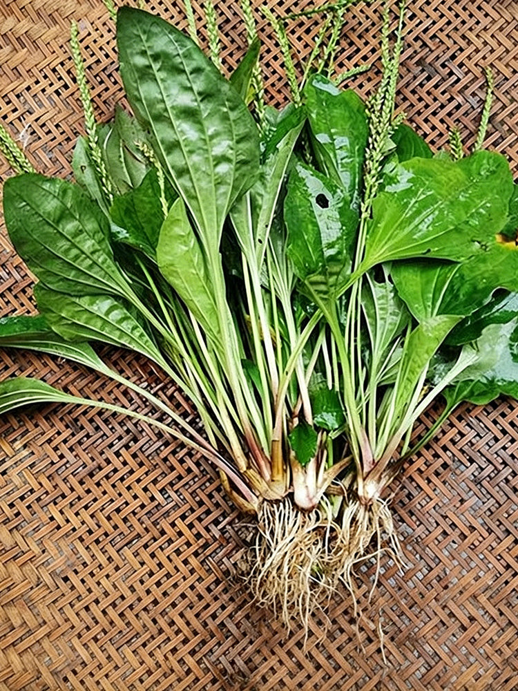 Common Plantain