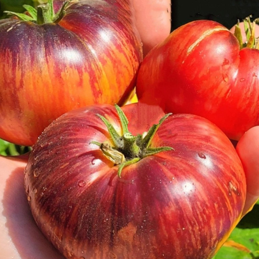 815 Dwarf Indigo Queen F4 Tomato