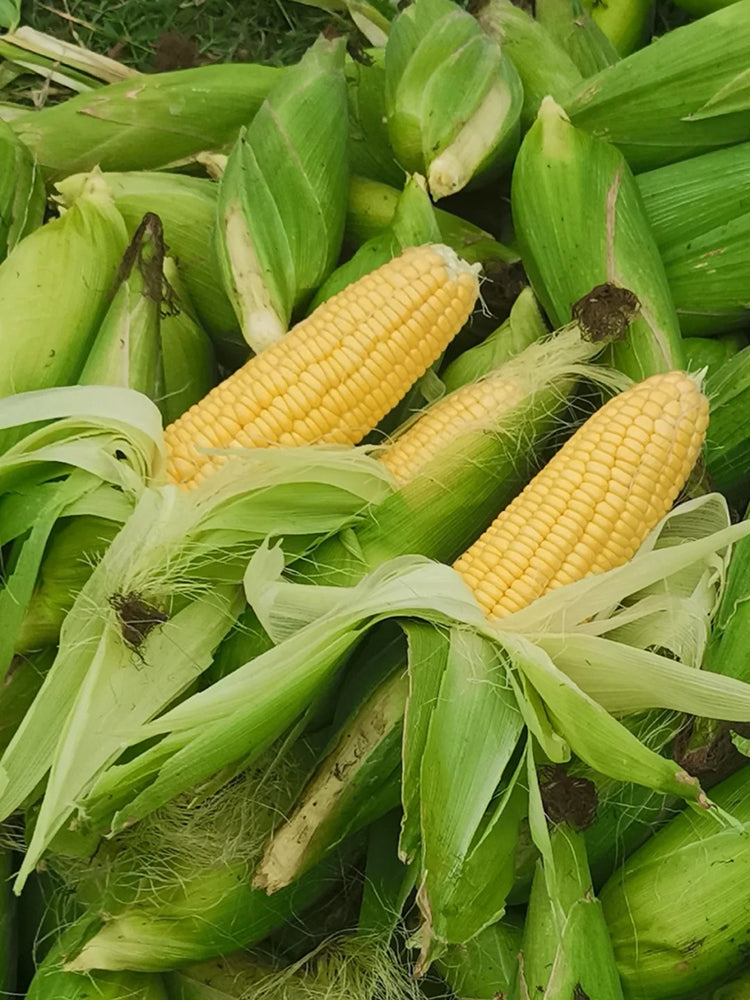 Huangnuo 589 Waxy Corn