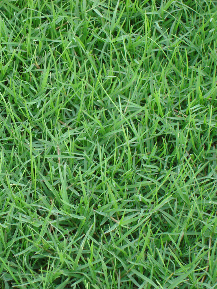 Poa pratensis 'Ginney II BT'