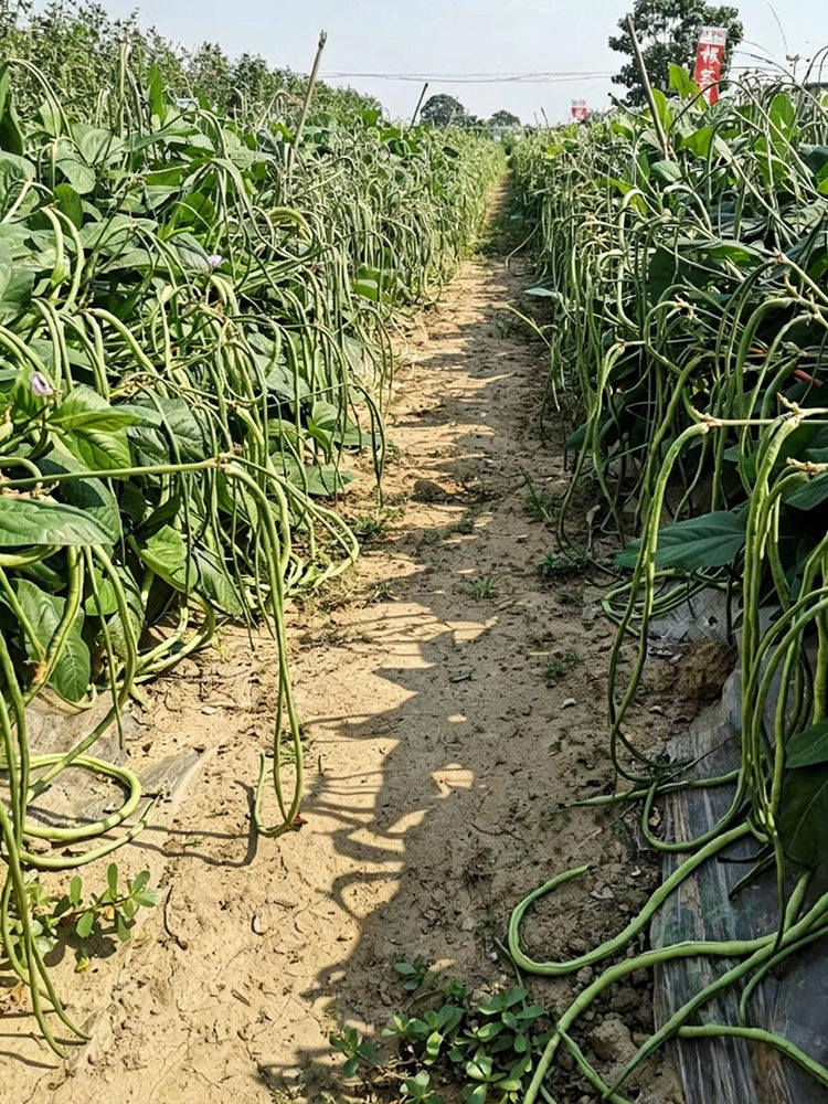 Zhengjiang Dwarf Bush Yardlong Bean