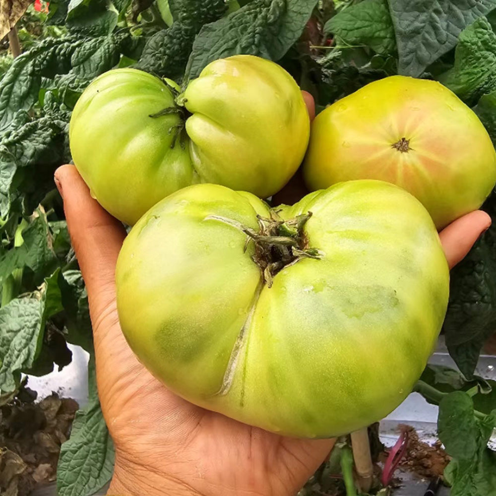 608 Dwarf Emerald Giant Tomato
