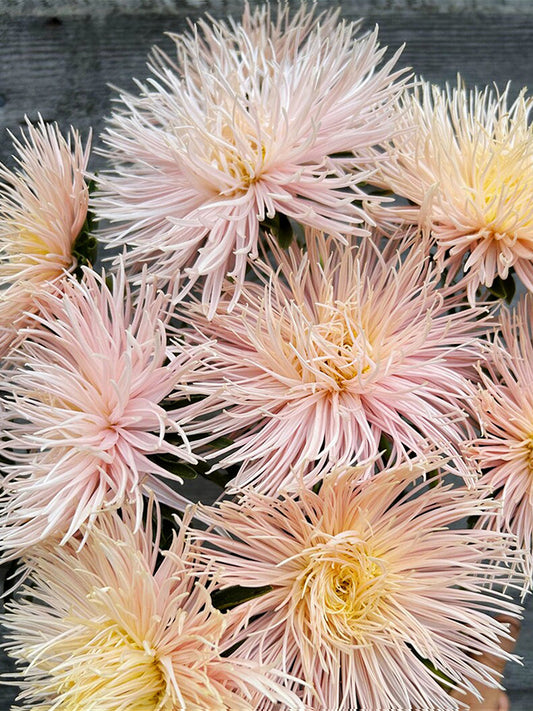 Aster 'Valkyrie Brunhilde Chamois'